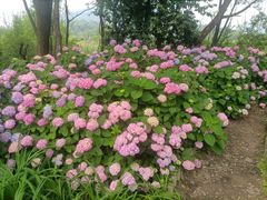 -西湖风景区-江洋畈生态公园