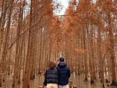 -桤木河湿地公园