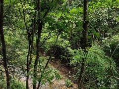 -西双版纳原始森林公园