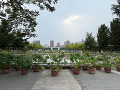 -莲花池公园
