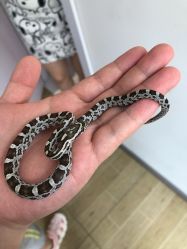 -Moni星球萌宠·小马宝莉·灵蛇·高端高阶全萌宠互动体验俱乐部(红豆国际广场店)