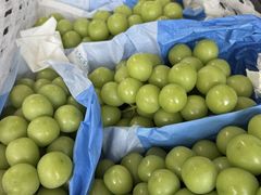 -尚果生态采摘园