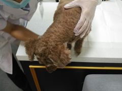 -宠爱国际动物医院· 猫科· 外科·中兽医(长白店)