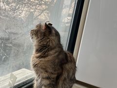 -猫小院猫主题餐厅(南锣旗舰店)