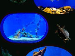 -上海海洋水族馆