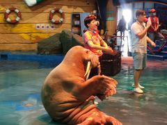 -烟台海昌鲸鲨海洋公园