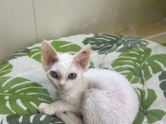 -青奢宠物·青奢猫舍