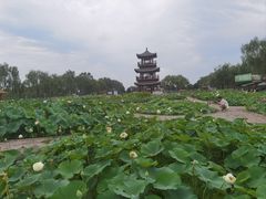 -白洋淀景区