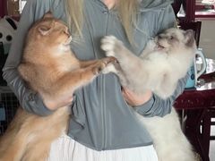 -喵zoo家庭繁育猫舍(尖东智能花园店)
