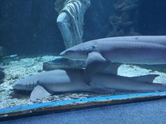 -太平洋海底世界