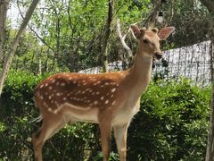 -不觉晓CAMPING(上海迪士尼营地店)