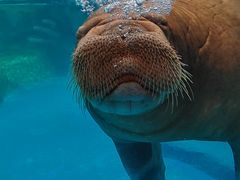 -海合安成都极地海洋公园