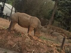 -清迈夜间动物园