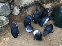 -费瑟代尔野生动物园