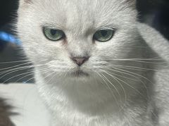 -怪兽屋·羊驼·猫咖·狗咖(俊华广场店)