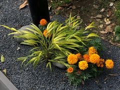 -常州古运河南大街文化旅游区-人民公园