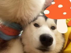 -Husky Go! 哈士奇体验馆·宠物咖啡厅狗咖
