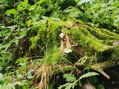 -五营红松林海景区