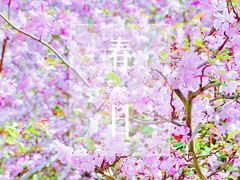 -南汇桃花村