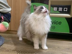 -MOCHA明星猫咖(田子坊店)
