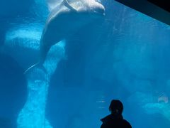 -海合安武汉极地海洋公园