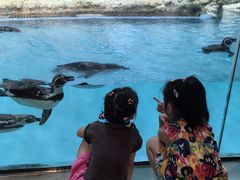 -帝企鹅自助餐厅•儿童岛•真企鹅(长隆企鹅酒店)