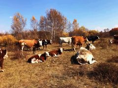 -塞罕坝国家级自然保护区