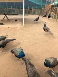 -萌宠亲子动物乐园(槐房万达店)