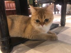 -猫小院猫主题餐厅(三里屯店)