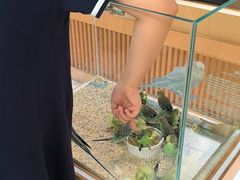 -帕帕拉兹宠物(亚洲旗舰店)