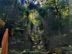 -莫里热带雨林景区