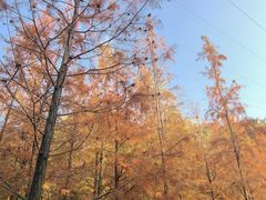 -梅峰山地公园