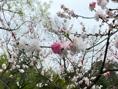 -西湖游船