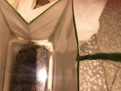-奈雪的茶(天河城店)