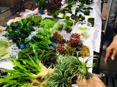 -中环花鸟鱼虫市场