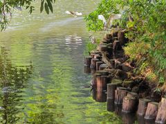 -深圳仙湖植物园