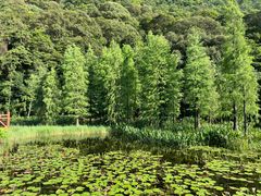 -广州市石门国家森林公园