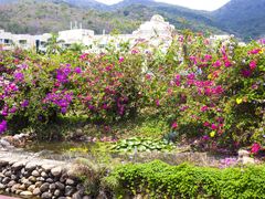 仙人掌-三亚亚龙湾凯莱仙人掌度假酒店