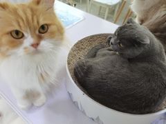 -喵的天空名猫咖啡馆·撸猫·猫舍·用品