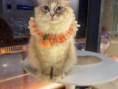 -怪兽屋·羊驼·猫咖·狗咖(俊华广场店)