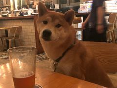 -Arrow Factory Brewing箭厂啤酒
