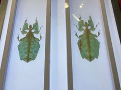 -上海昆虫博物馆