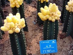 -南山植物园