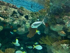 -上海海洋水族馆