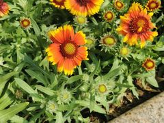 -郑州方特梦幻王国