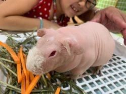 -Moni星球萌宠·小马宝莉·灵蛇·高端高阶全萌宠互动体验俱乐部(红豆国际广场店)