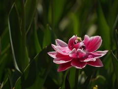 -国家植物园