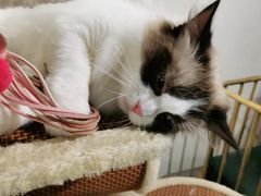-喵喵咪呀布偶猫咖(春熙路店)
