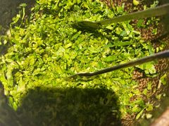 -呷哺呷哺(融创茂店)