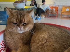 -平行世界·猫咖(首经贸店)